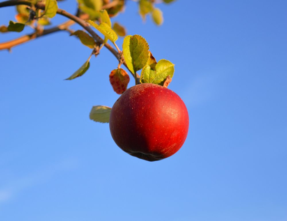 Closeup on red apple hanging in tree. Free public domain CC0 photo.