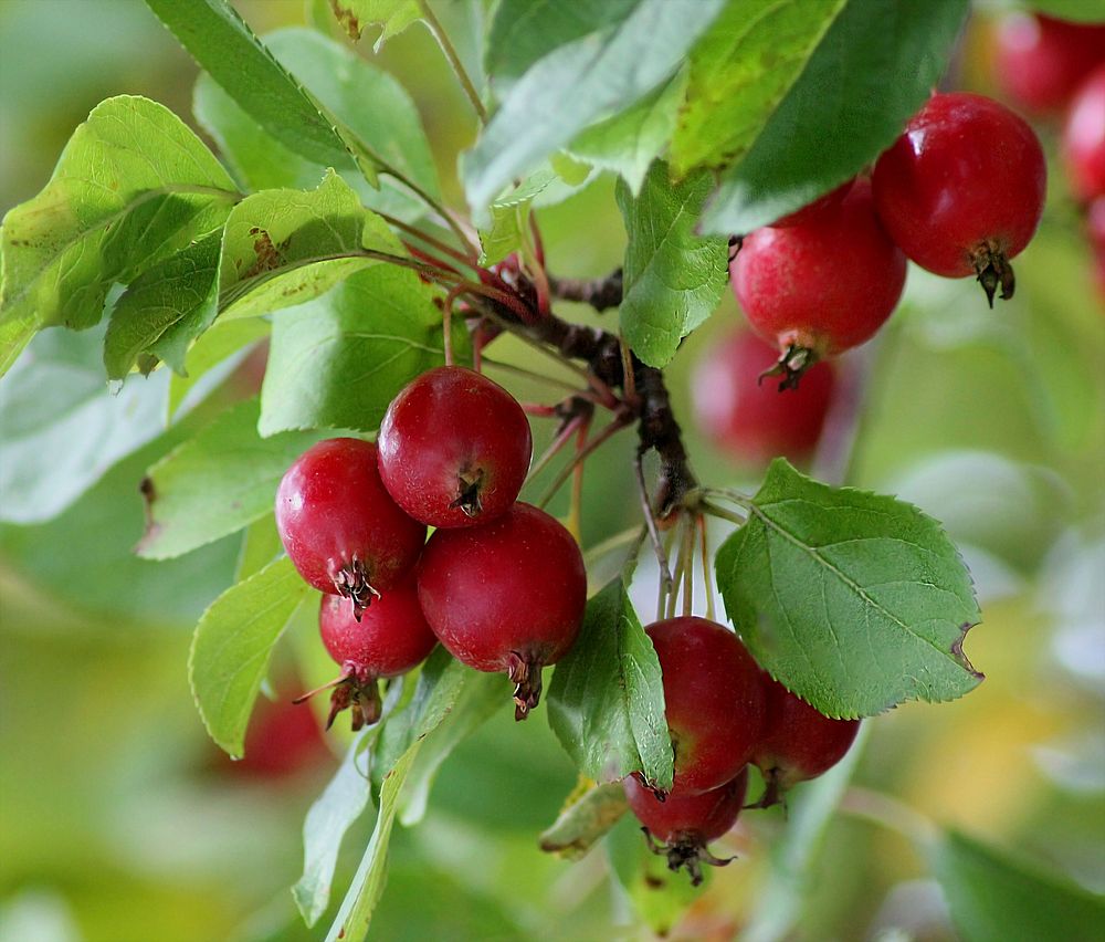 Closeup on paradise apple tree. Free public domain CC0 mage.