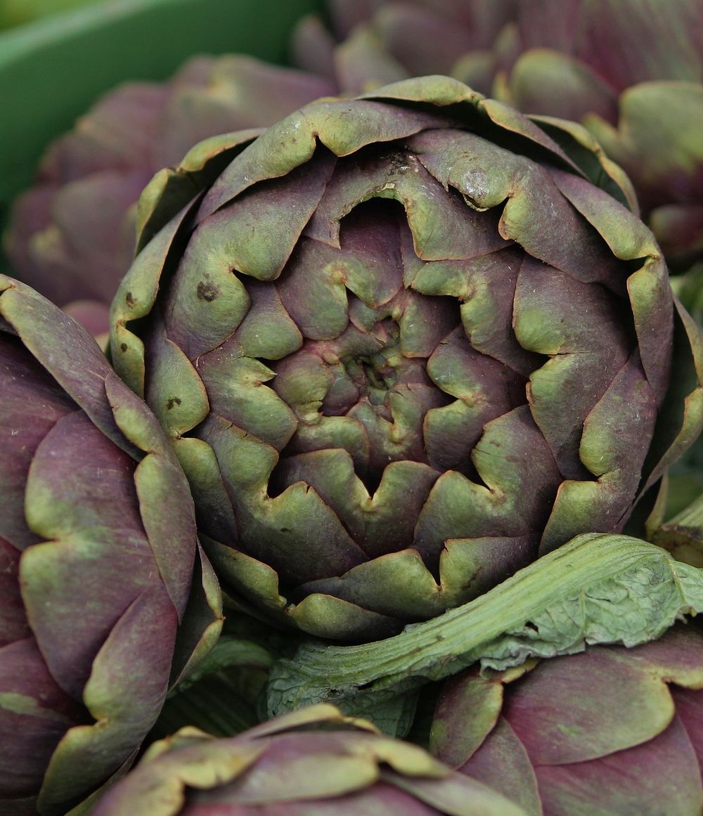 Artichoke vegetable, edible plant. Free public domain CC0 photo