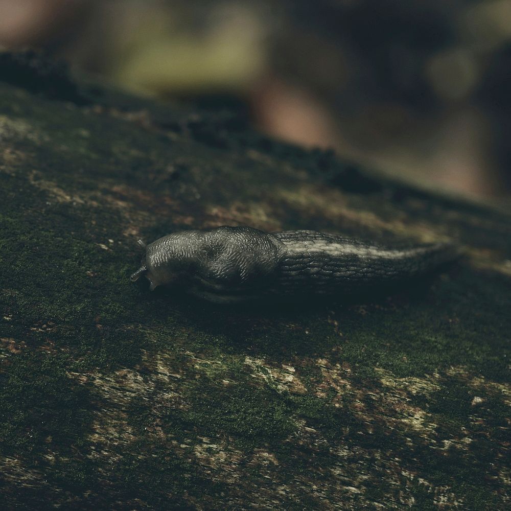 Slug crawling in nature closeup. Free public domain CC0 image.