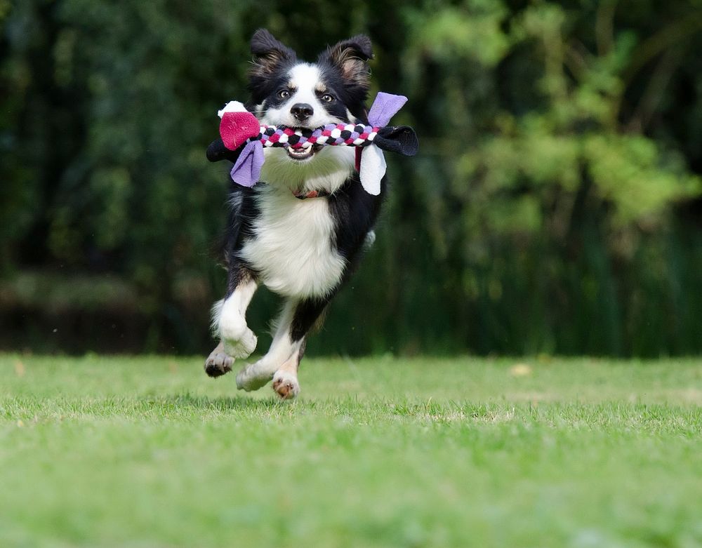 Border collie dog playing on grass. Free public domain CC0 photo.