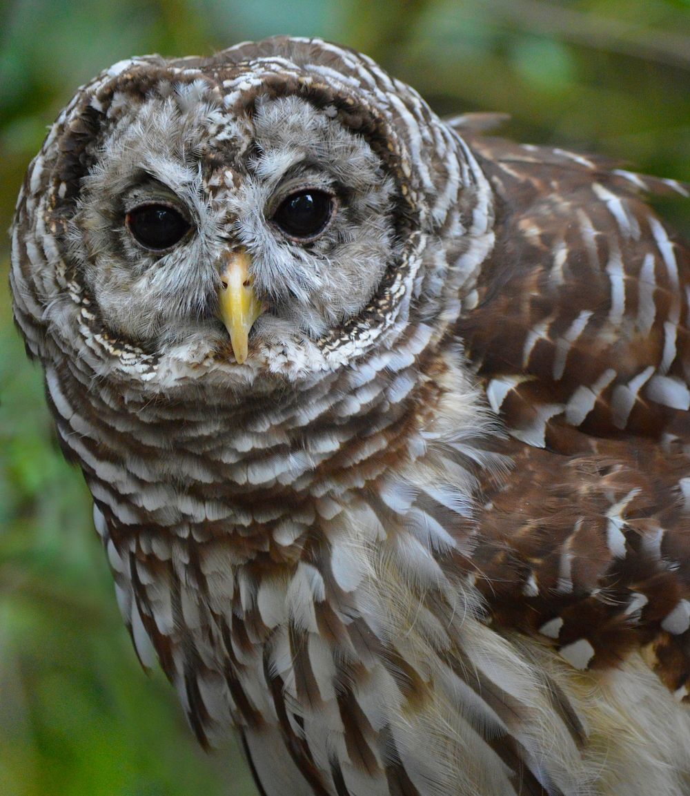 Barred owl head close up. Free public domain CC0 image.