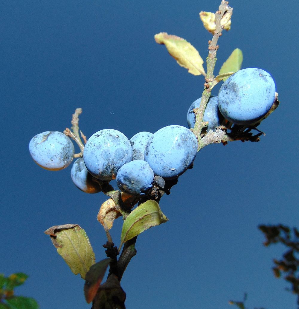 Blackthorn berries on tree. Free public domain CC0 image. 