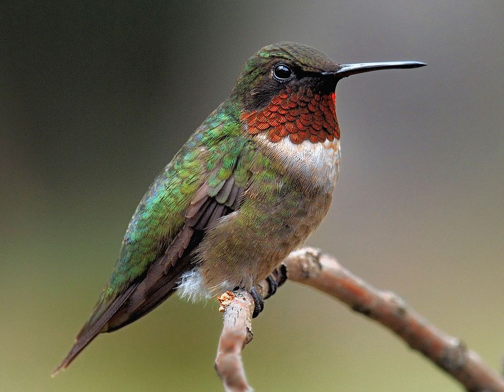Ruby throated hummingbird. Free public domain CC0 image.