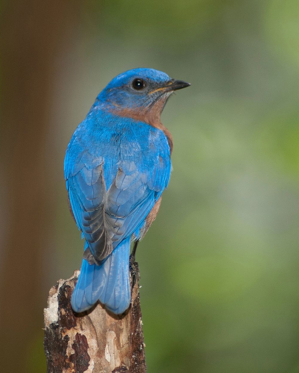 Eastern bluebird, animal photography. Free public domain CC0 image.