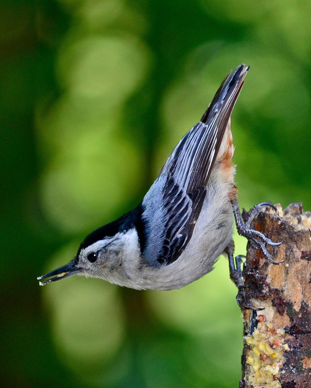 Northern mockingbird, bird photography. Free public domain CC0 image.