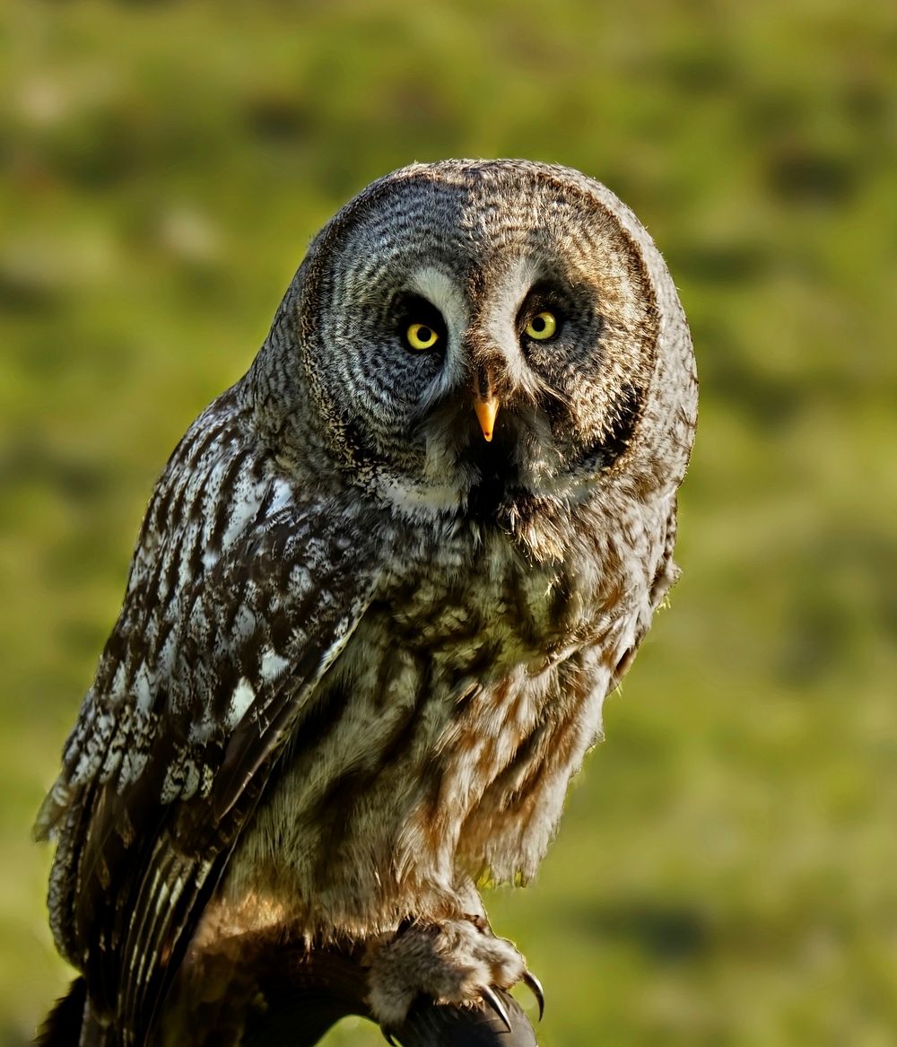 Great grey owl standing closeup. Free public domain CC0 photo. 