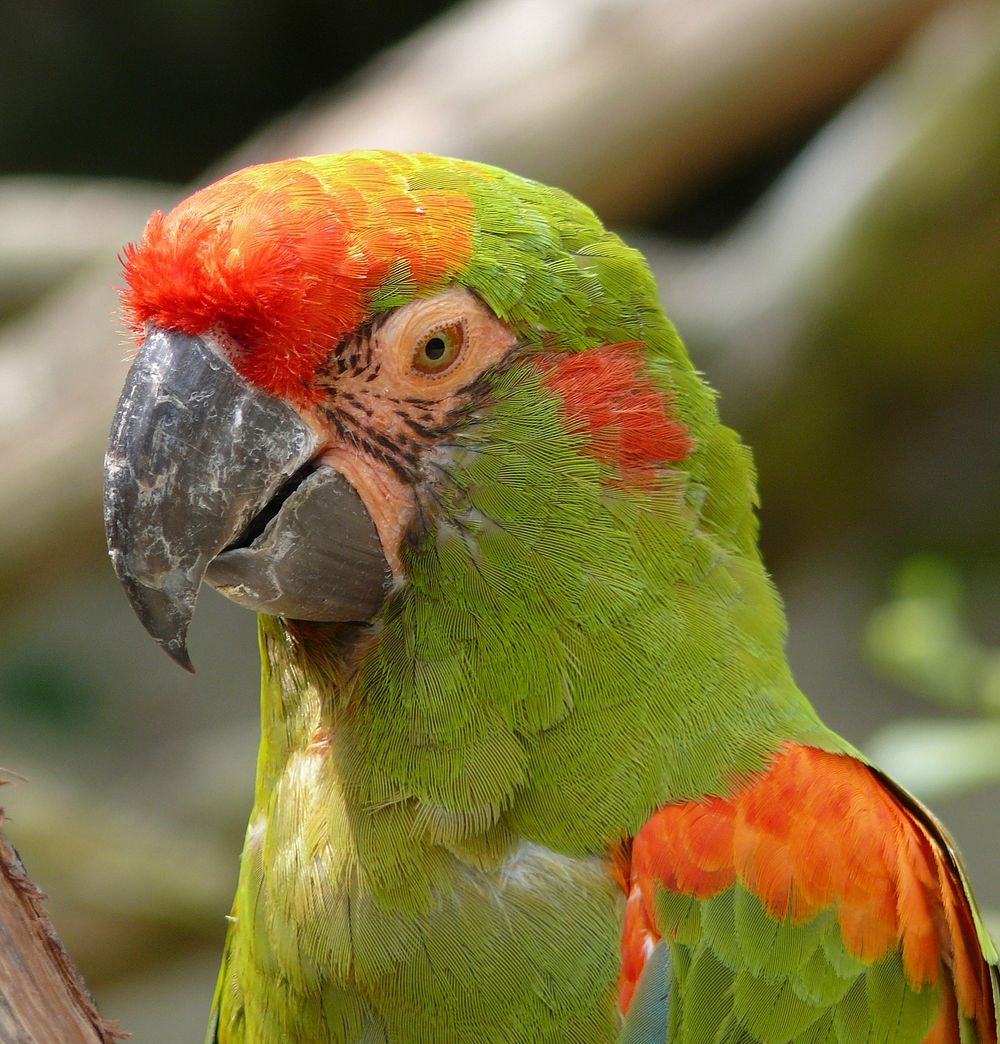 Green macaw parrot photo. Free public domain CC0 image.