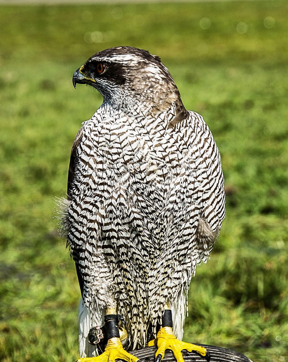 Northern Goshawk bird. Free public domain CC0 image.