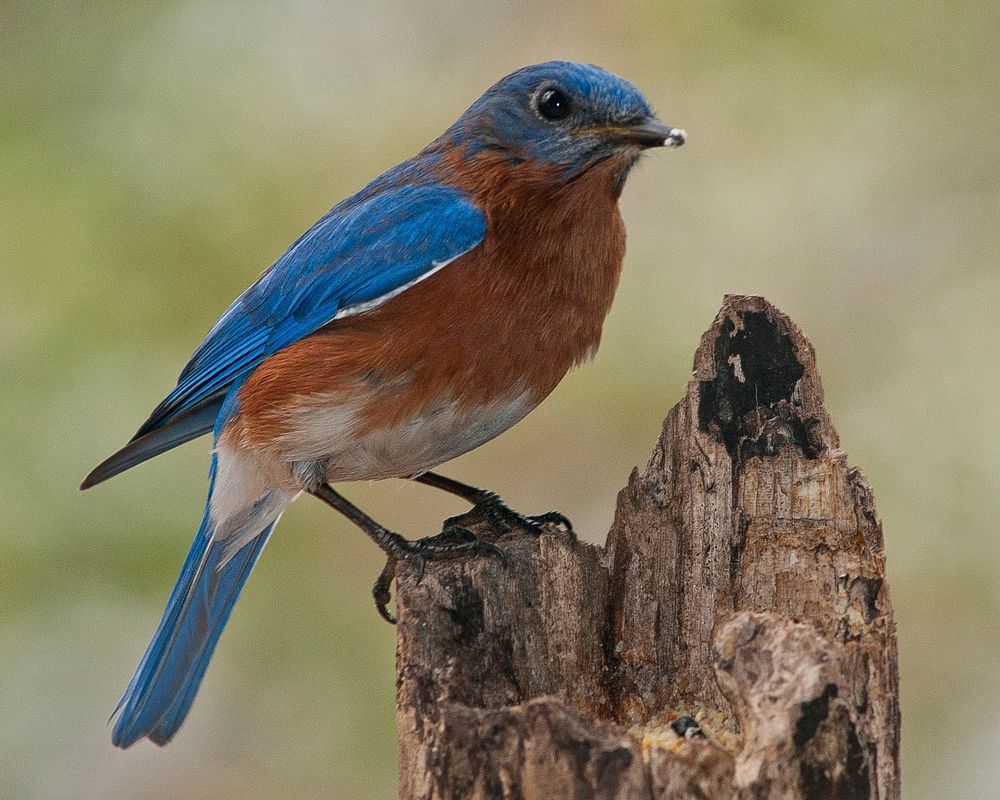 Eastern bluebird, animal photography. Free public domain CC0 image.
