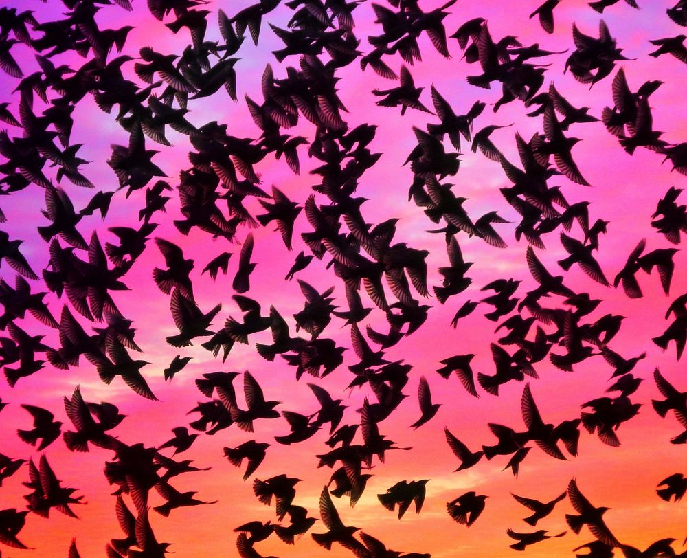 Birds in pink sky. Free public domain CC0 image.