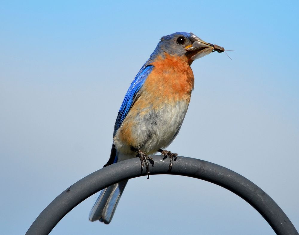 Eastern bluebird, animal photography. Free public domain CC0 image.