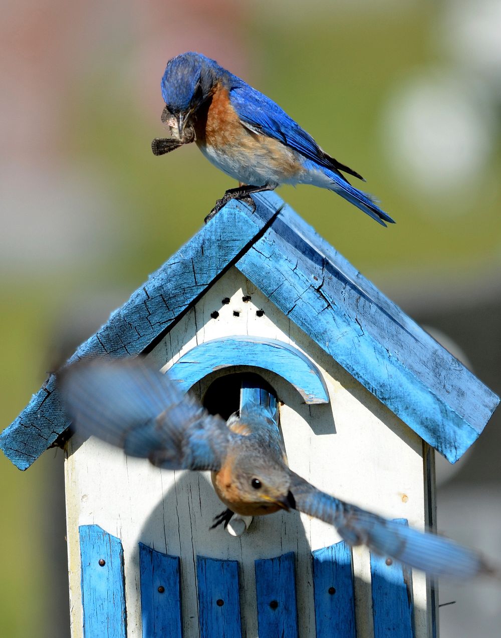 Cute wooden bird house. Free public domain CC0 image.