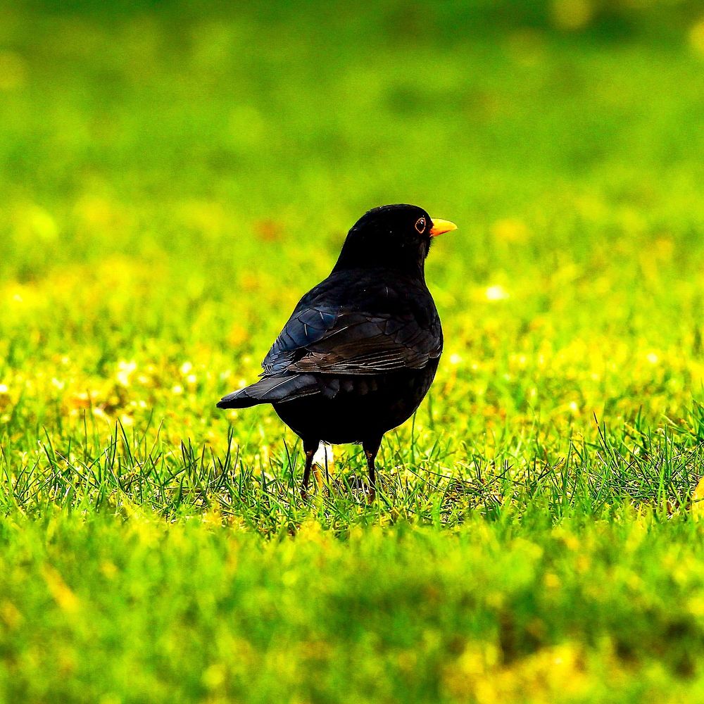 Common blackbird, animal photo. Free public domain CC0 image.
