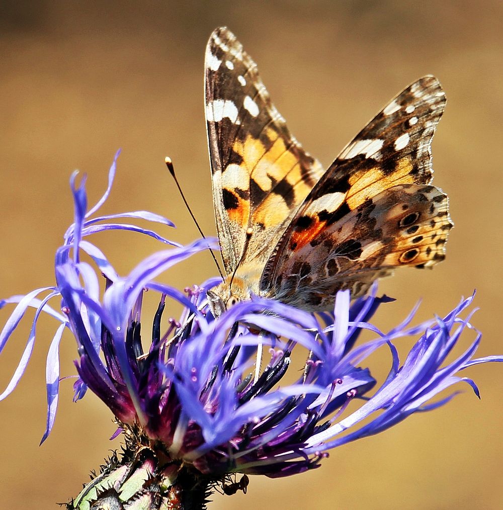 Butterfly on flower. Free public domain CC0 photo.