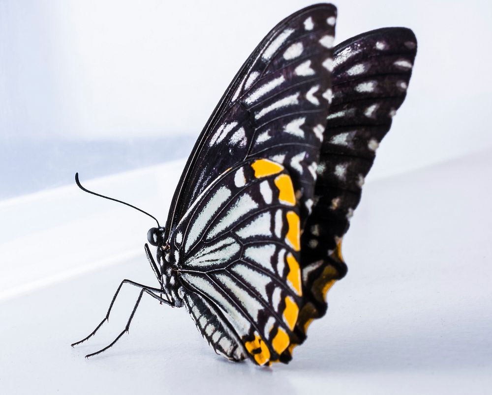 Butterfly on white background. Free public domain CC0 photo. 