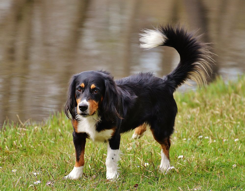 Black & white dog standing on grass near river. Free public domain CC0 photo.