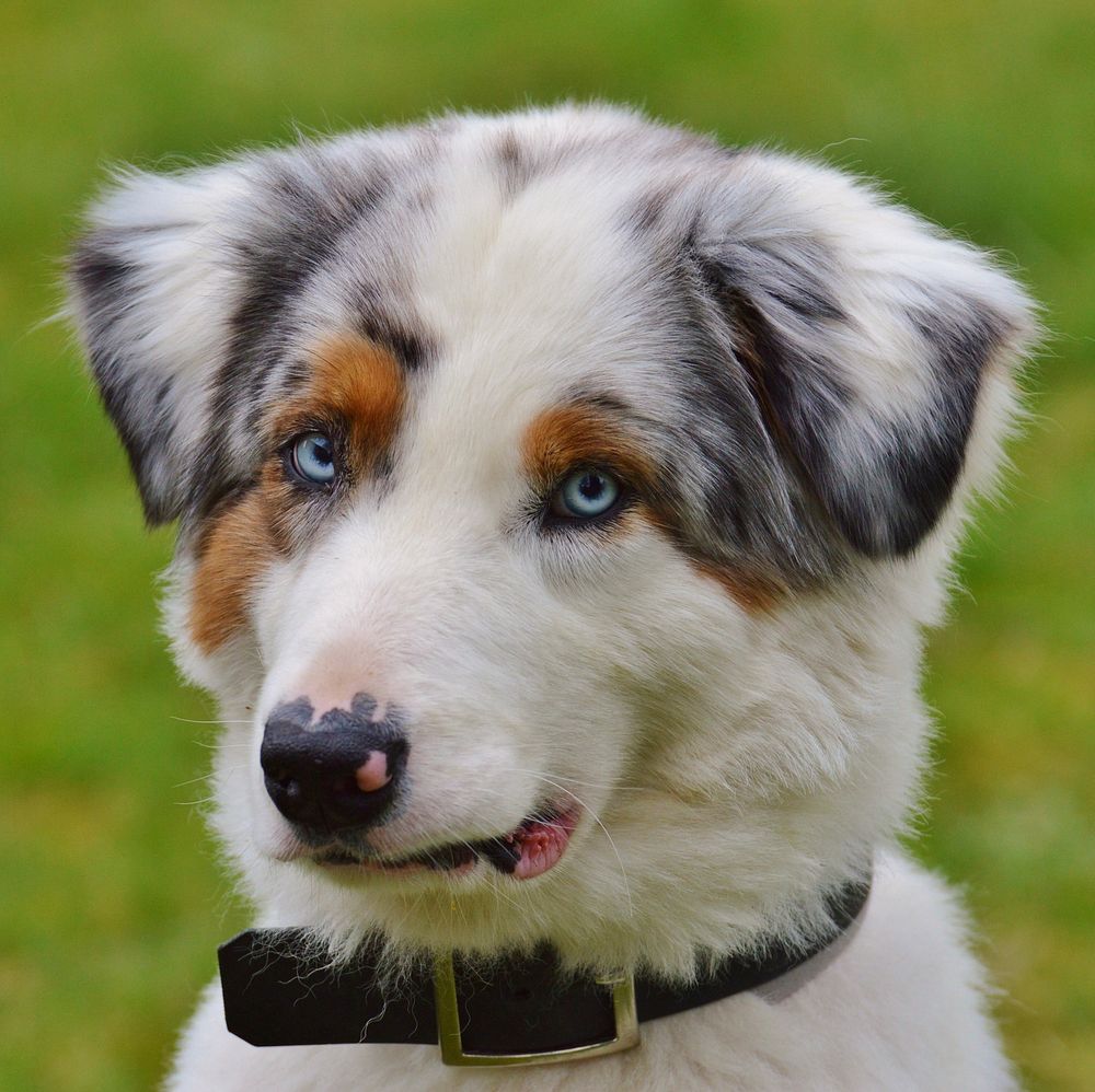 Blue eyes dog face close up. Free public domain CC0 photo.