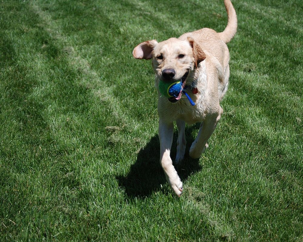 Dog playing with blue ball on grass. Free public domain CC0 photo.