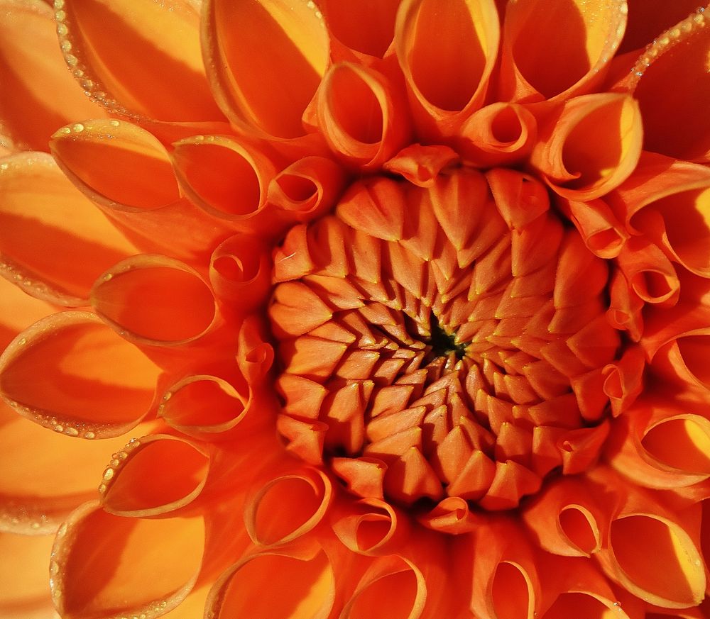 Orange dahlia macro shot.  Free public domain CC0 image.