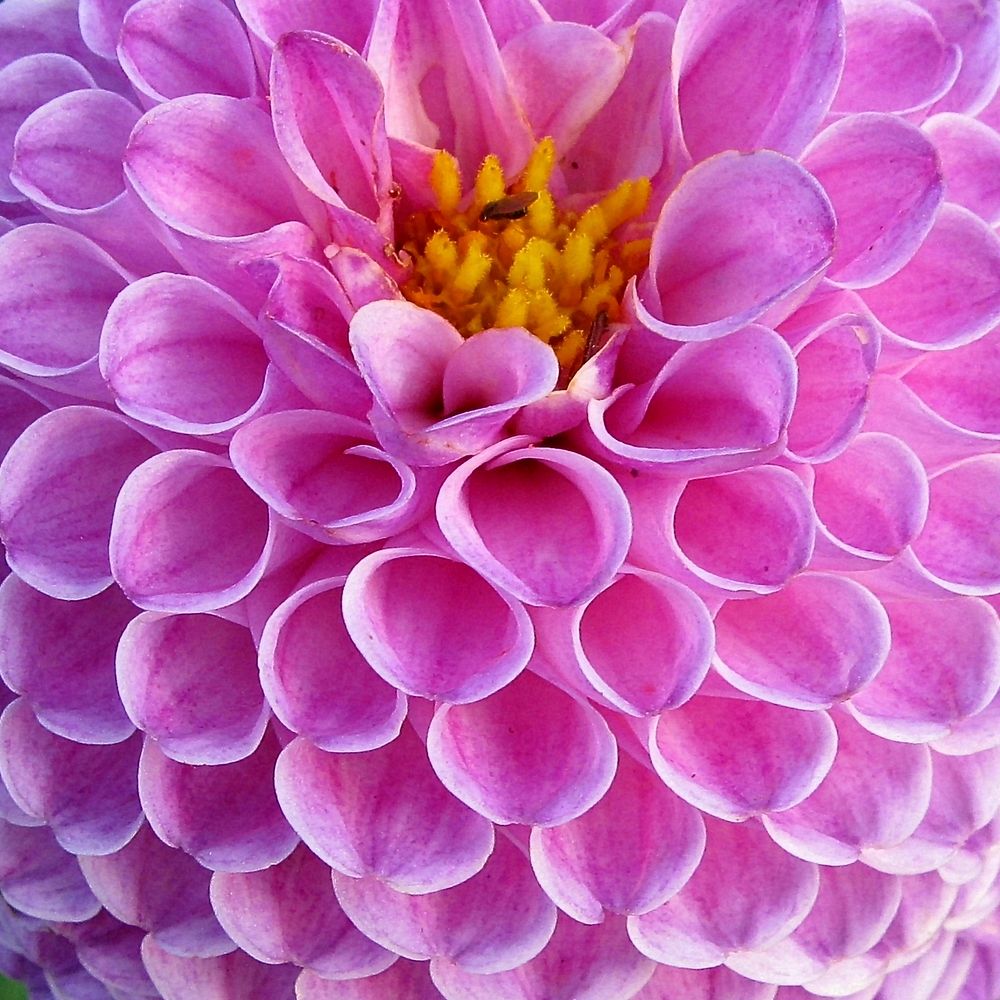 Pink dahlia.  Free public domain CC0 image.