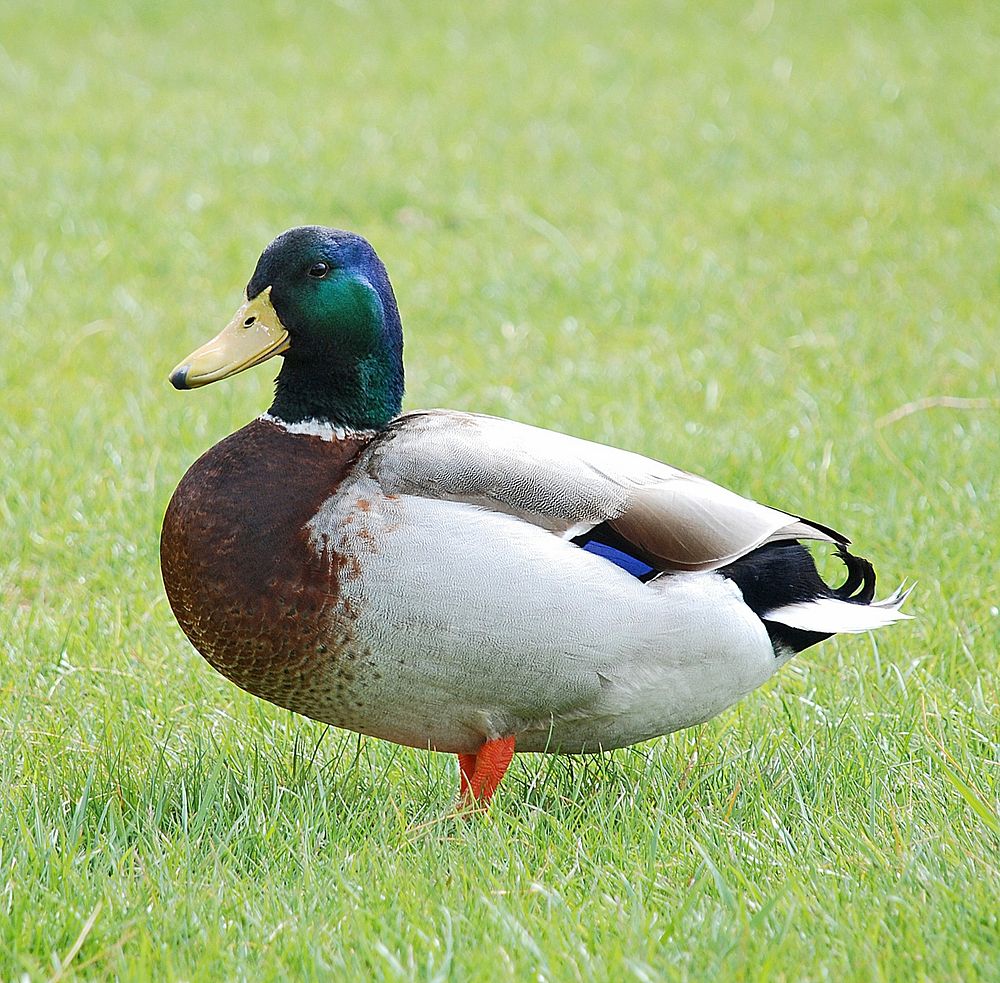 Green Mallard Duck Close Up. 