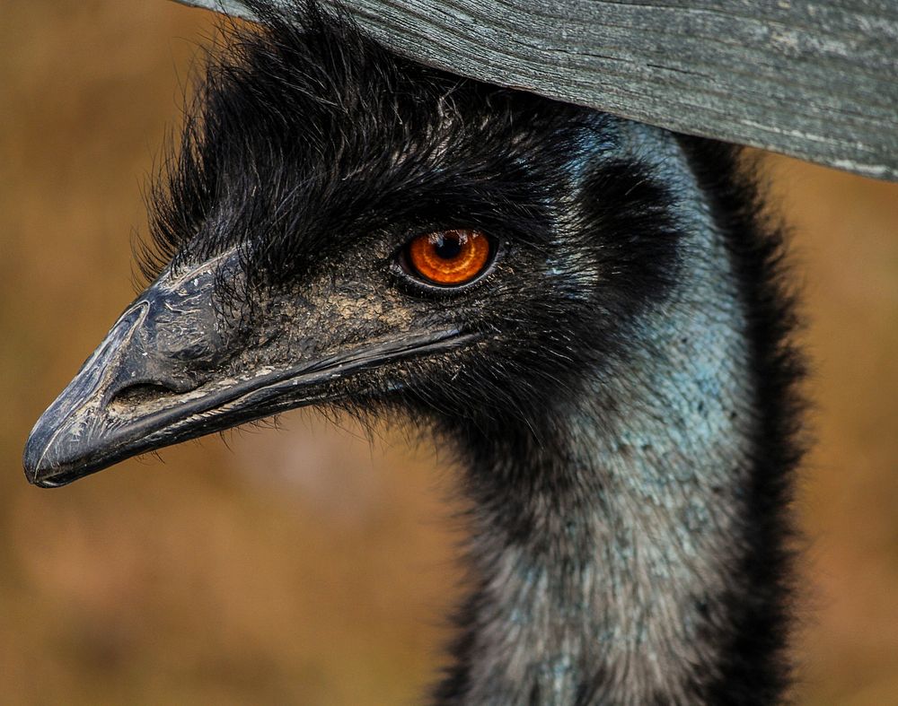 Emu bird, animal photography. Free public domain CC0 image.