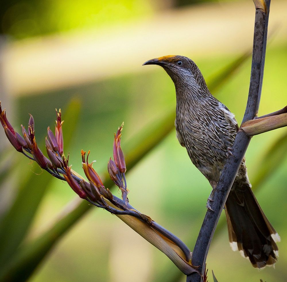 Free little wattlebird on flower branch image, public domain animal CC0 photo.