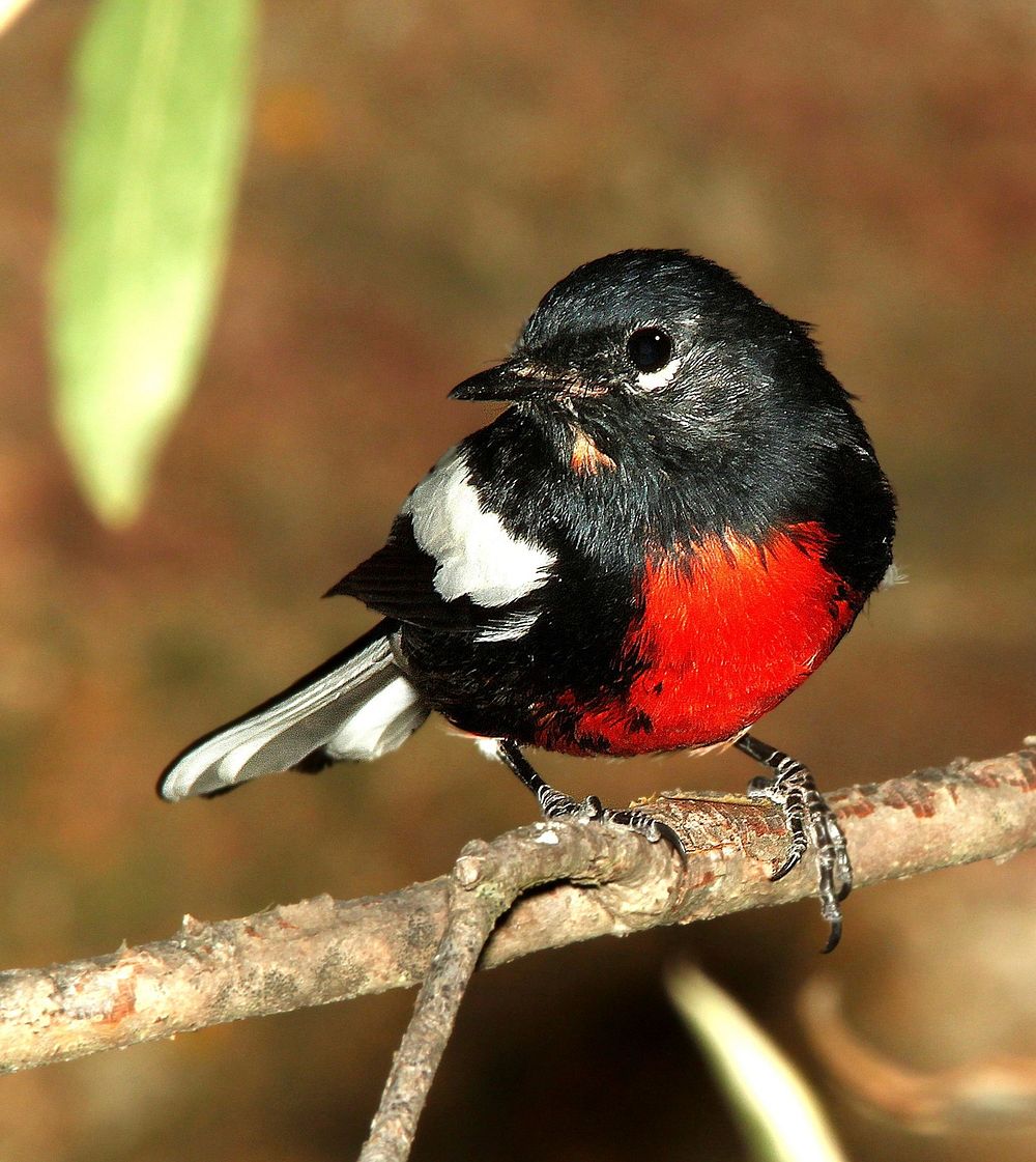 Free painted redstart bird on branch image, public domain animal CC0 photo.