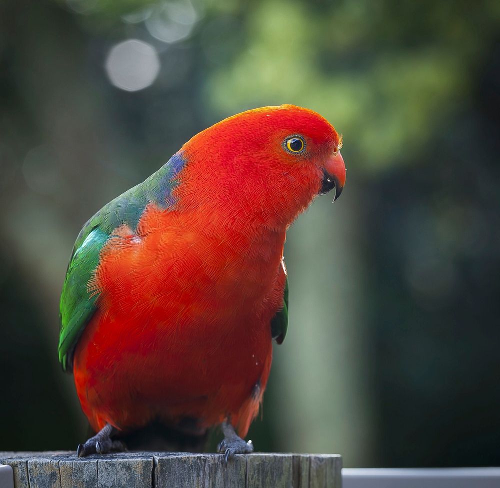 Free Australian king parrot image, public domain animal CC0 photo.
