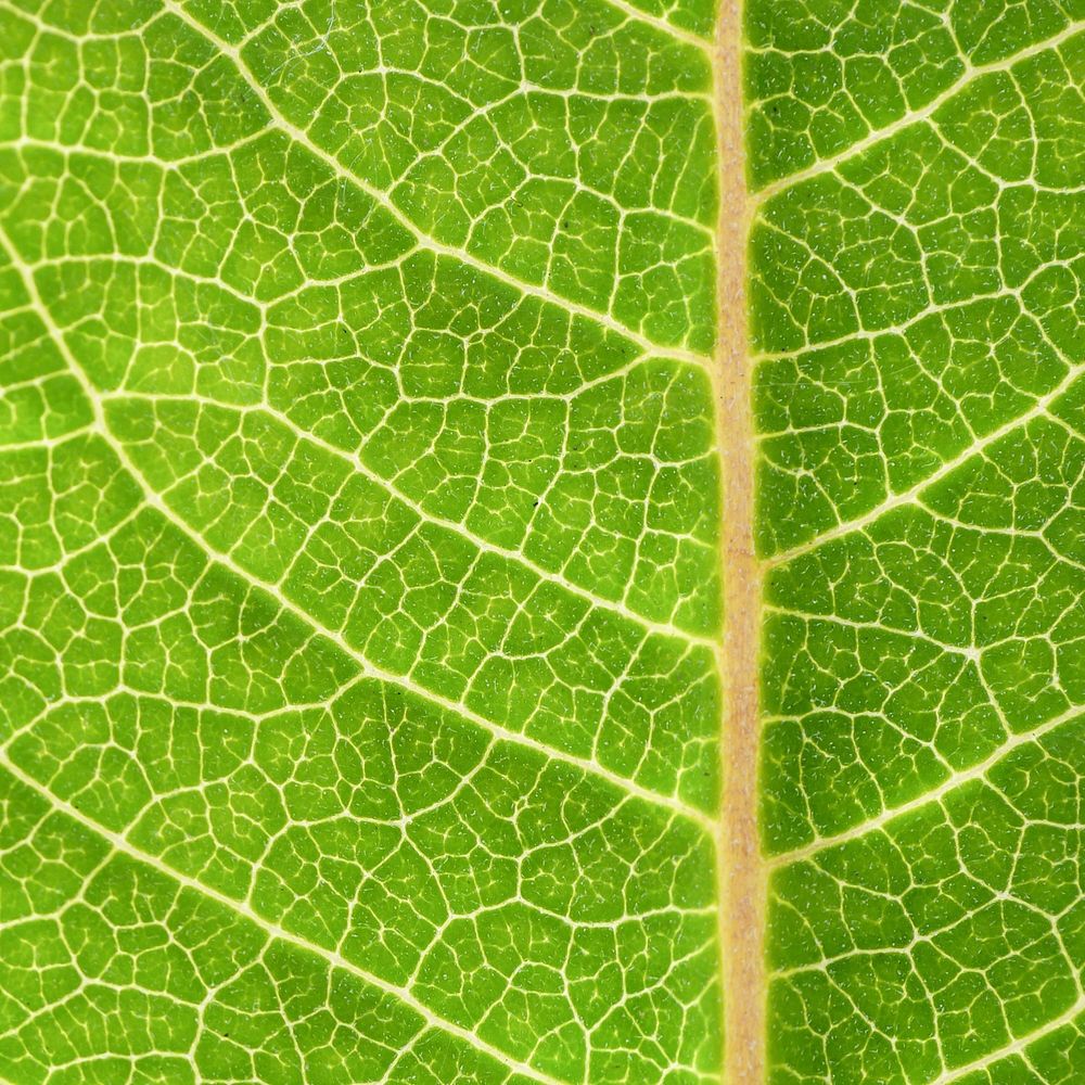 Free green leaf macro image, public domain plant CC0 photo.