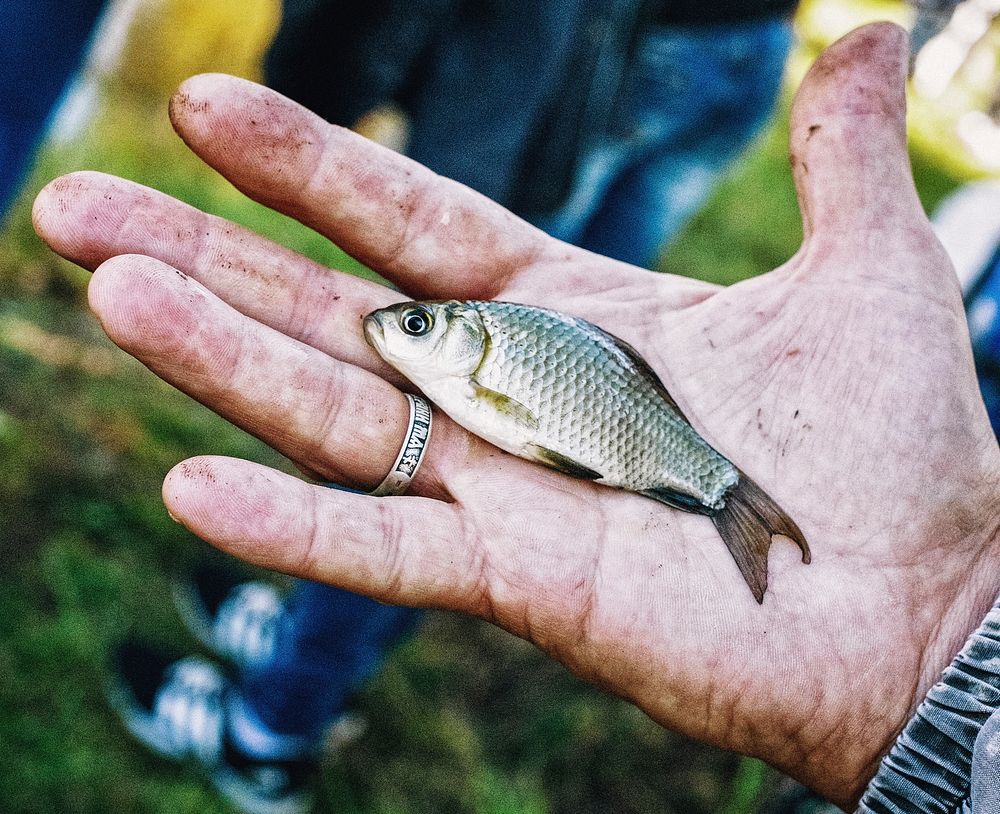 Person holding freshly caught fish. Free public domain CC0 photo.