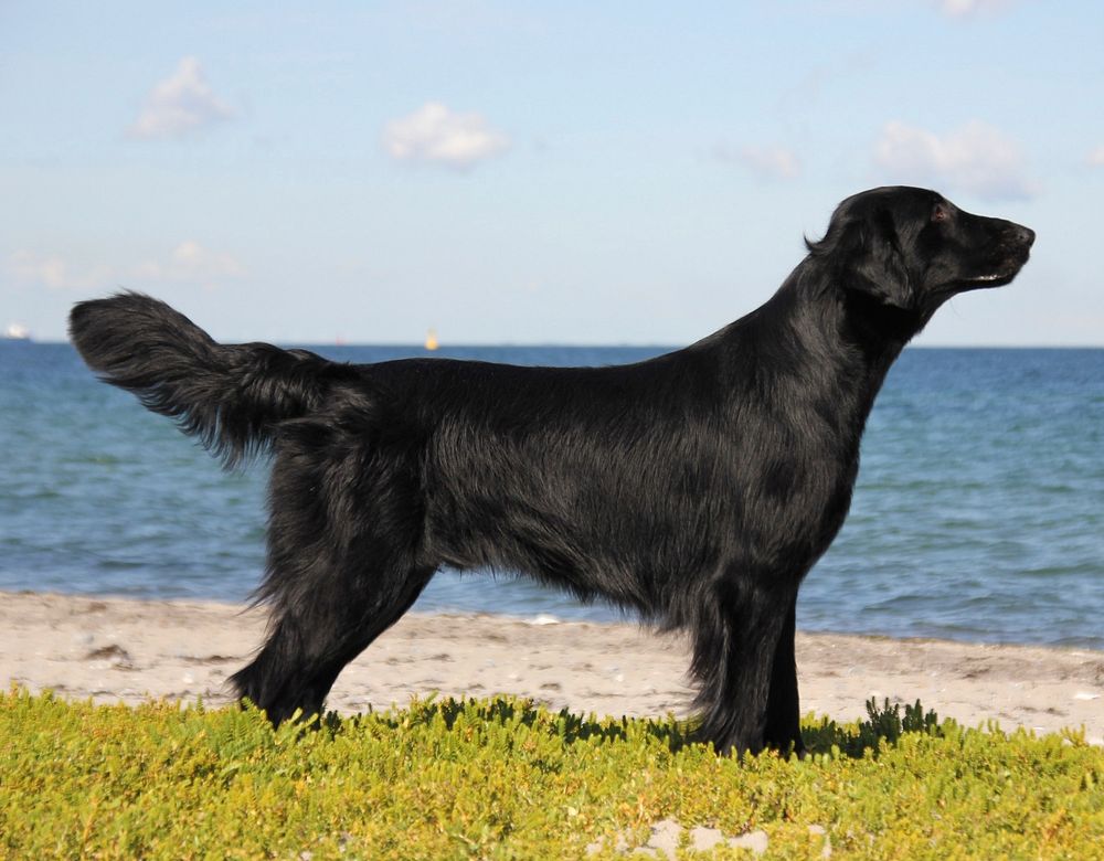Black dog standing near a beach. Free public domain CC0 photo.