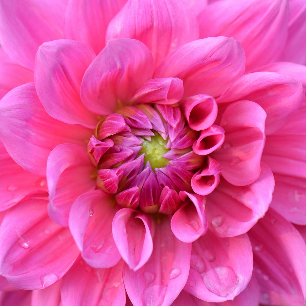 Pink dahlia.  Free public domain CC0 image.