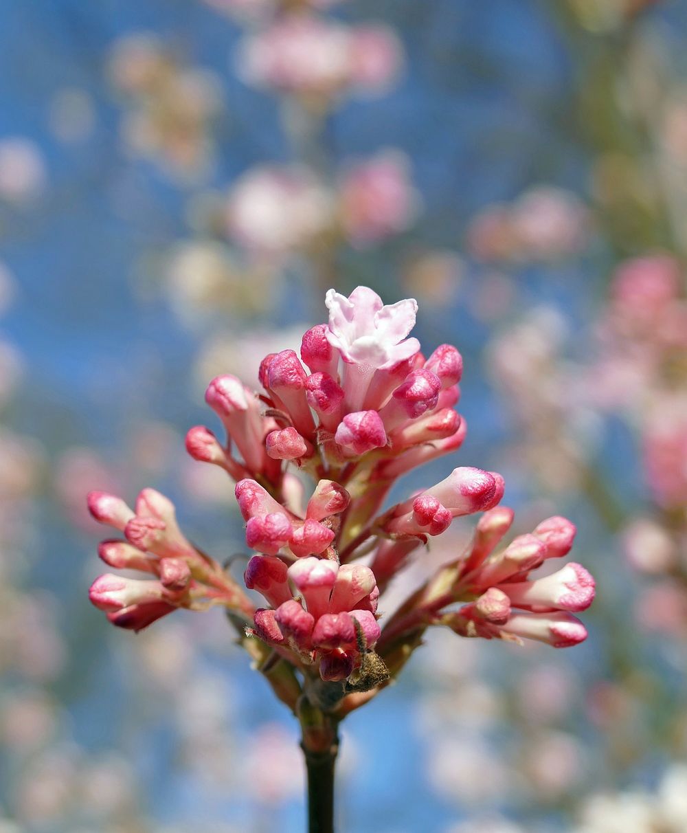 Blooming arrowwood. Free public domain CC0 photo.