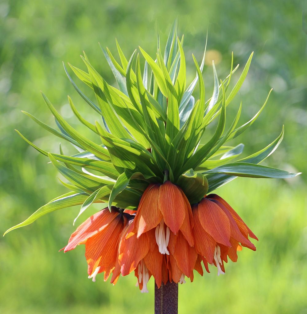 Crown imperial flower. Free public domain CC0 photo.