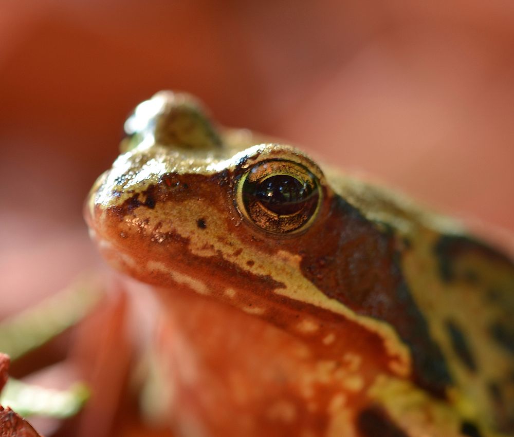 Tree frog closeup photo. Free public domain CC0 image.