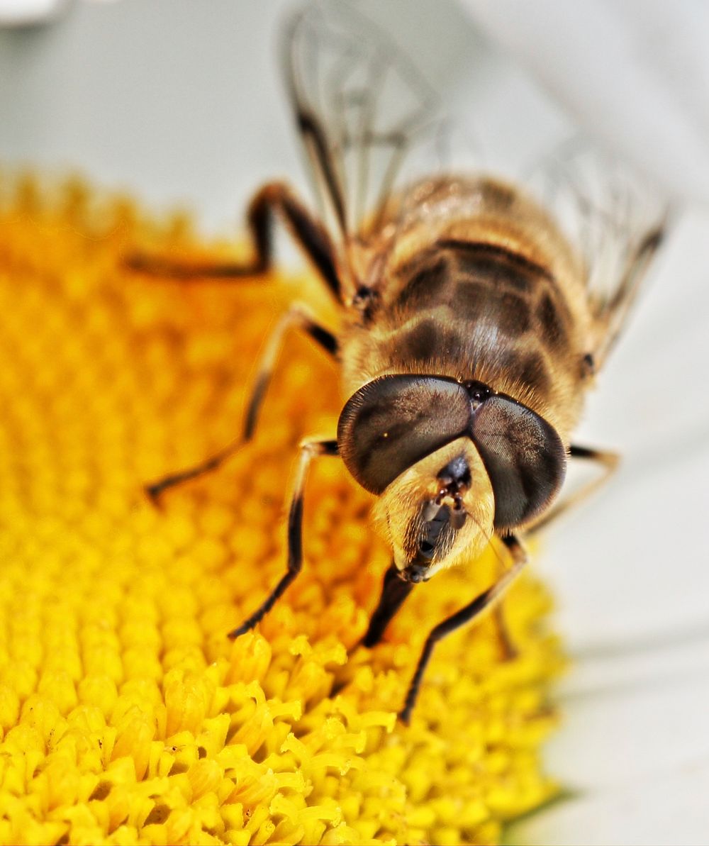Bee, pollination. Free public domain CC0 image.