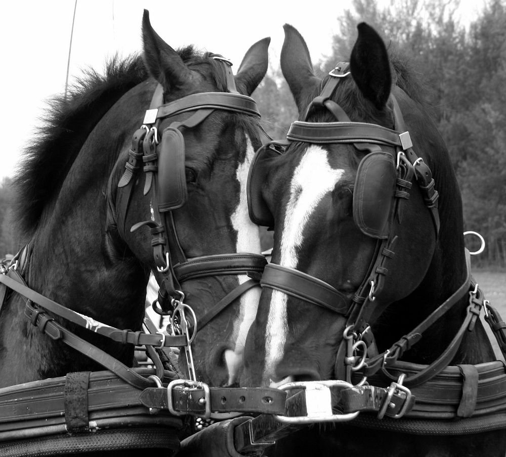 Horses pulling carriage. Free public domain CC0 photo.