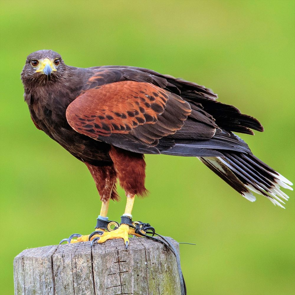 Harris Hawk bird photo. Free public domain CC0 image.