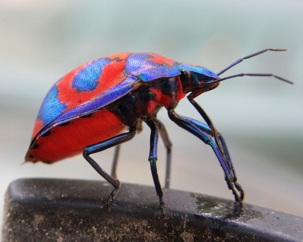 Harlequin bug. Free public domain CC0 image.