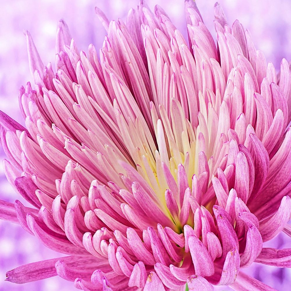 Free pink flower image, public domain spring CC0 photo.