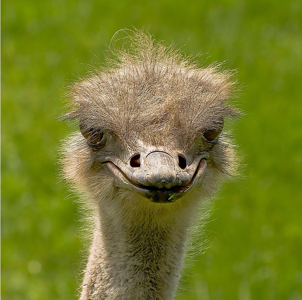 Ostrich. Free public domain CC0 photo.