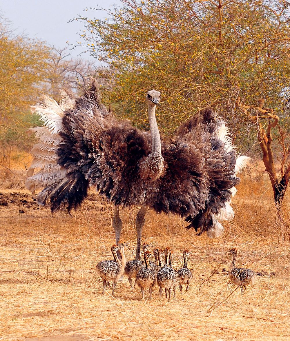 Ostrich family. Free public domain CC0 photo.