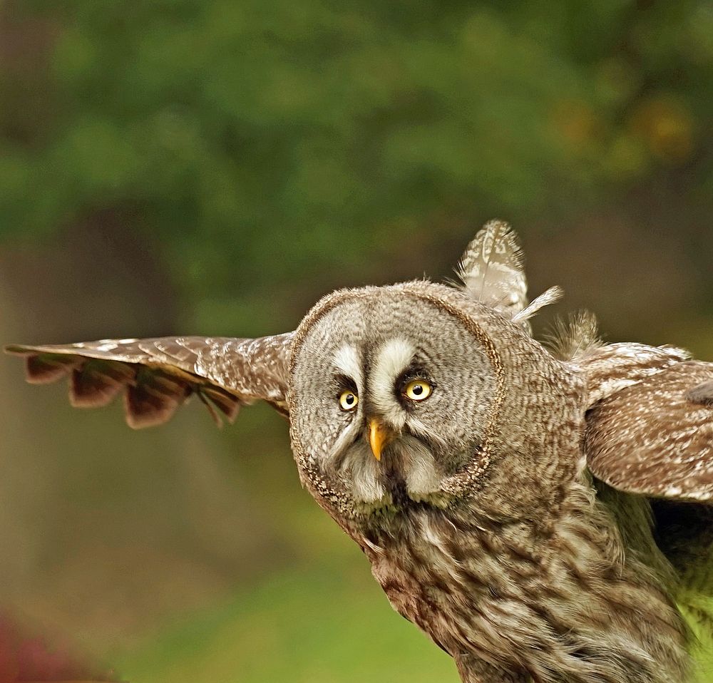 Great grey owl flying closeup. Free public domain CC0 photo. 