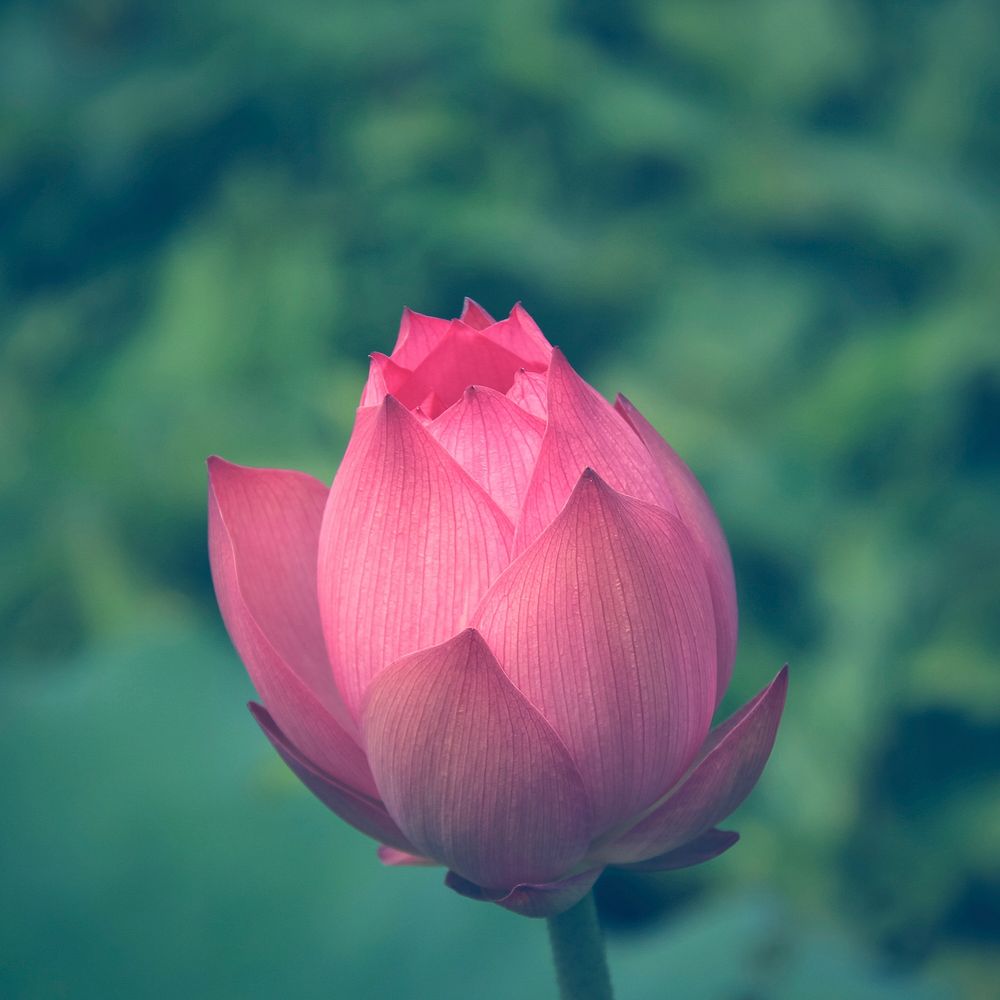 Pink lotus. Free public domain CC0 image.