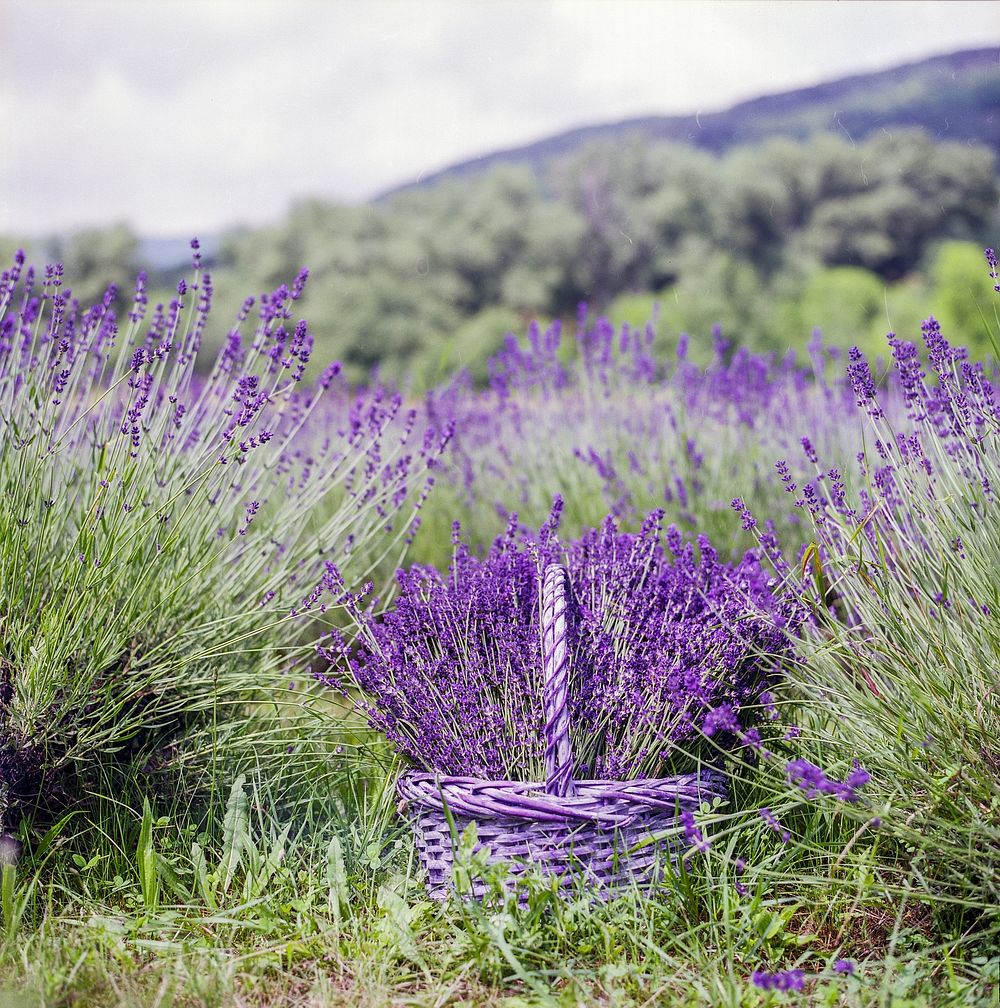 Lavender field. Free public domain CC0 image.