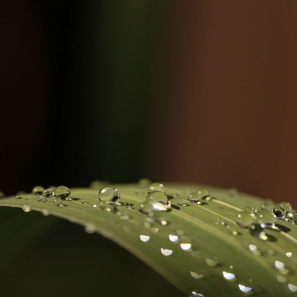 Droplets on leaf. Free public domain CC0 image.