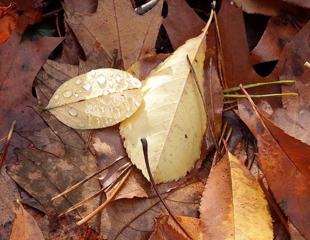 Autumn leaf aesthetic background. Free public domain CC0 photo.