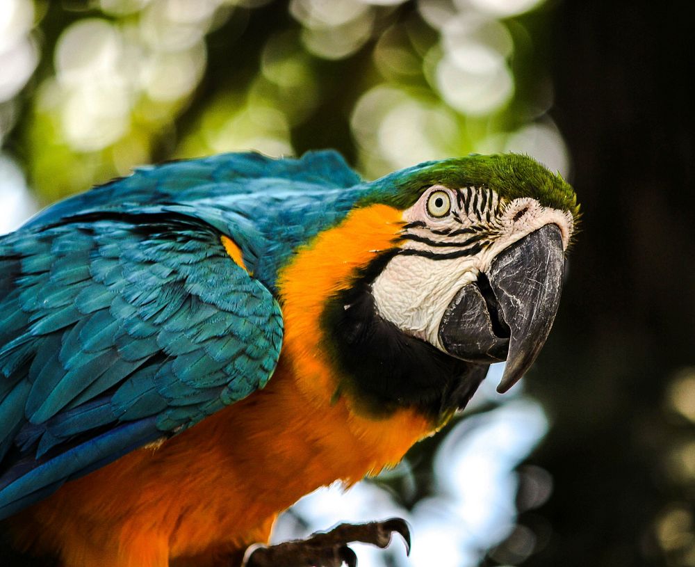 Cute Macaw bird photo. Free public domain CC0 image.